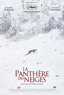 La-Panthere-des-Neiges-50
